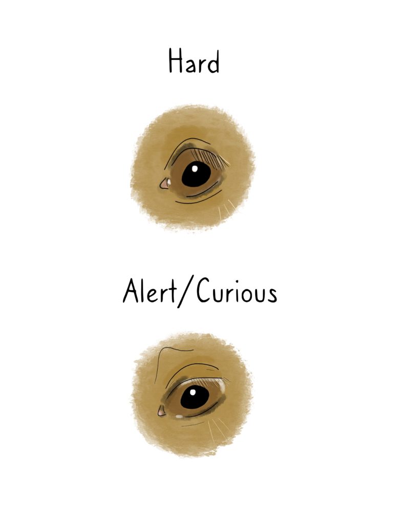 Illustration of a horse's eye with an alert and curious stare and a hard stare