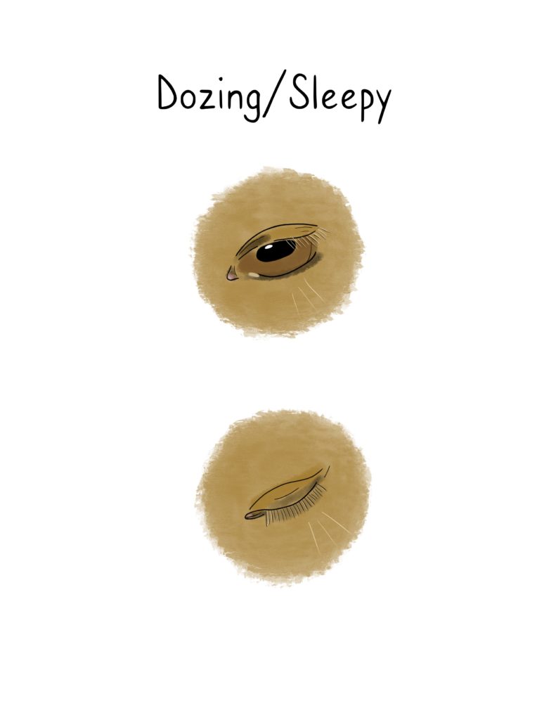 Illustration of a horse's sleepy eyes.