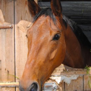 Picture of a bay horse with their ears perked up looking forward.