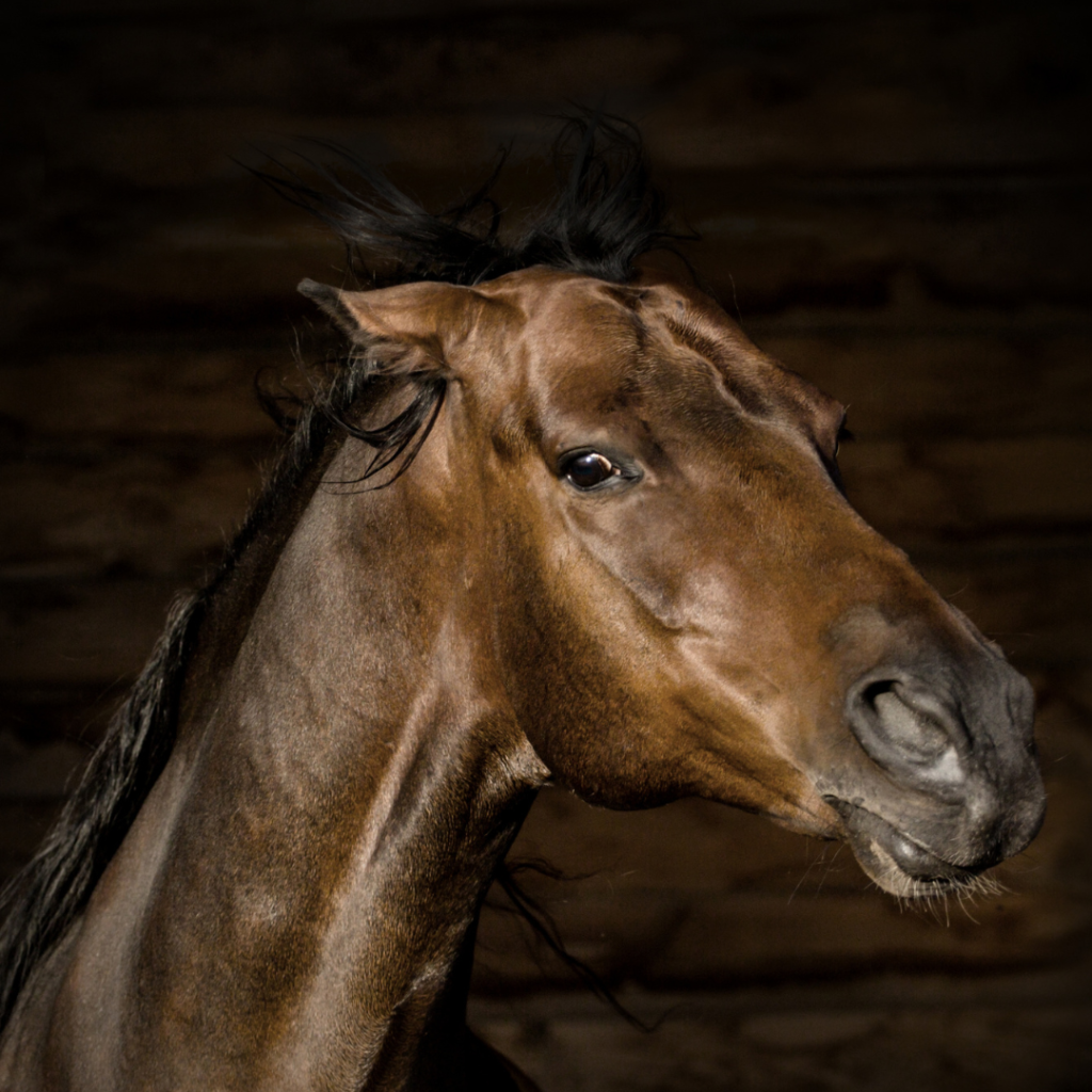 Picture of a horse with pinned ears and an irritated exrpression.