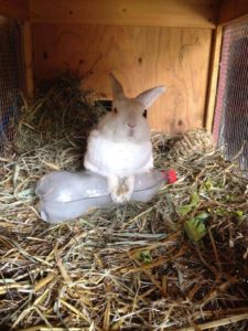 A white bunny cools off by laying on a water bottle filled with ice.