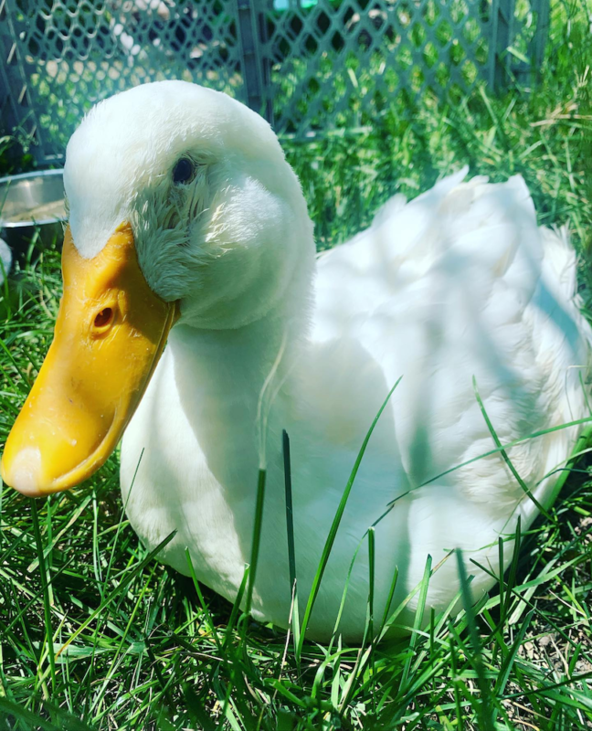 a white duck with orange bill sits in the grass