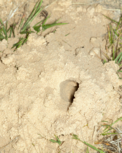A picture of a bees nest in sandy soil.