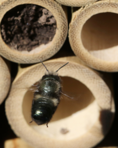 Little bee flies towards hollow stems.