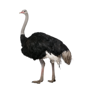 A male ostrich.