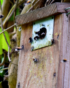 Bees fly into a birdhouse.