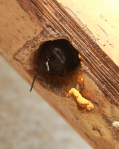 Picture of a bee poking their head out of a hole they made in a piece of wood.