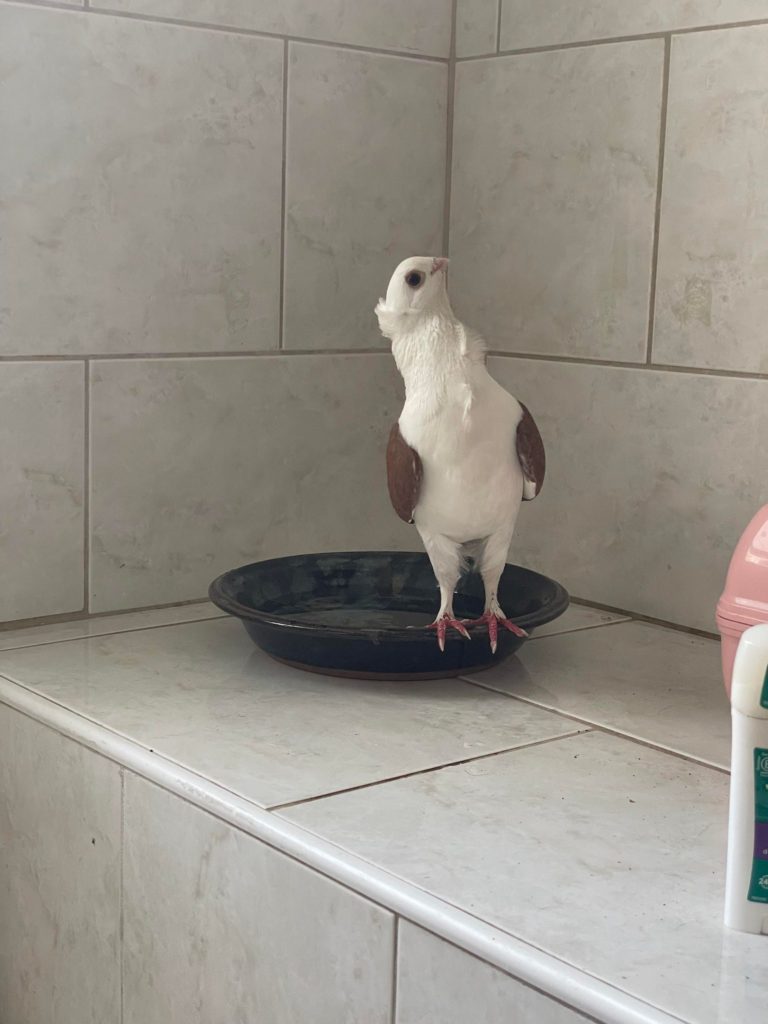 A pigeon with brown wings and a crest stands on a bowl filled with water, meant for bird bathing.