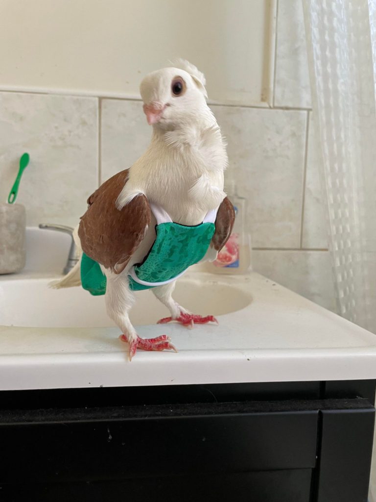 A pigeon with brown wings and a crest wearing "pigeon pants," a form of bird diaper, stands on a sink.