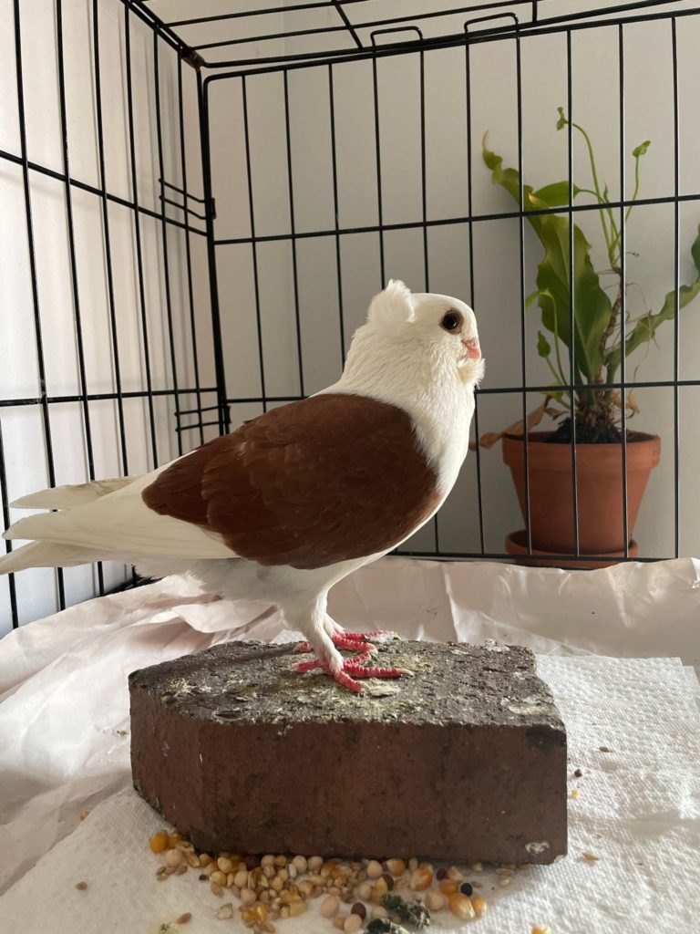 A pigeon with brown wings and a crest stands on a brick inside her enclosure.
