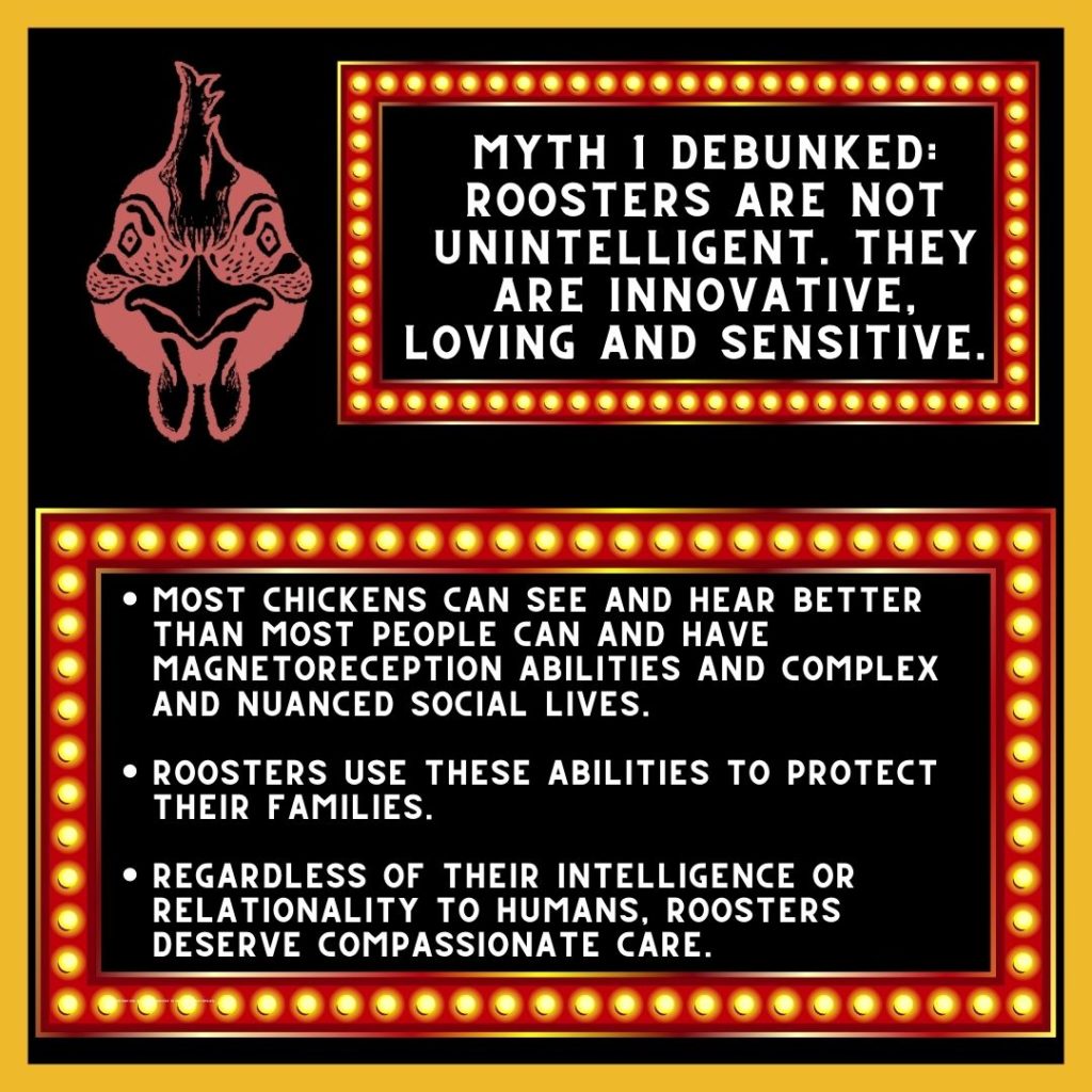A red chicken face next to a text box that reads "Myth 1 debunked: Roosters Are Not Unintelligent. They are innovative loving and sensitive."

Underneath is another box in lights that reads:

Most chickens can see and hear better than most people can and have magnetoreception abilities and complex and nuanced social lives.

Roosters use these abilities to protect their families.

Regardless of their intelligence or relationality to humans, roosters deserve compassionate care. 