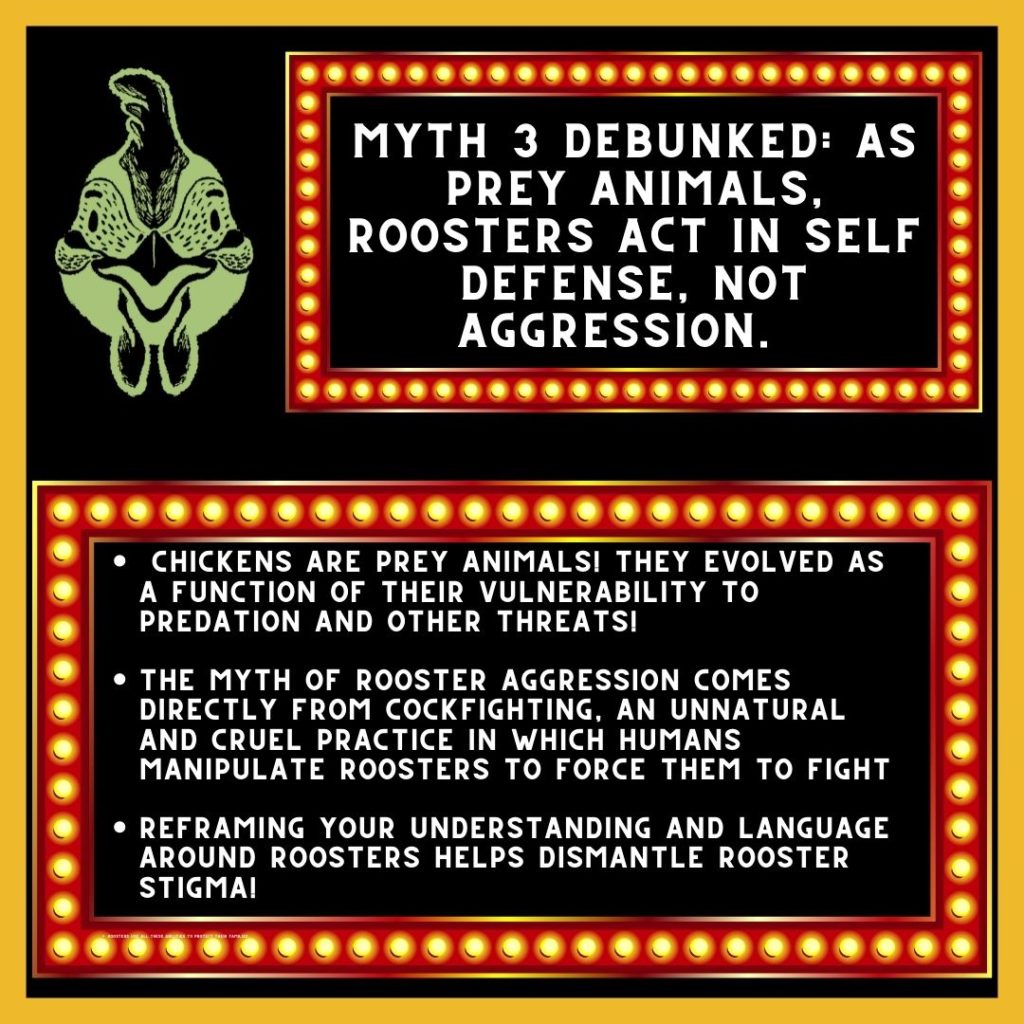 A green chicken face next to a box in lights which reads "Myth 3 Debunked: As Prey Animals Roosters Act In Self Defense, Not Aggression"

Underneath is another box in lights which reads :

Chickens are prey animals! They evolved as a function of their vulnerability to predation and other threats!

The myth of rooster aggression comes directly from cockfighting, an unnatural and cruel practice in which humans manipulate roosters to force them to fight.

Reframing your understanding and language around roosters helps dismantle rooster stigma.

