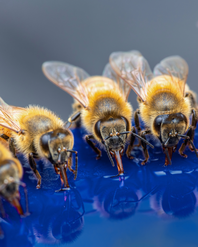 Bees congregate and drink water from a dish.