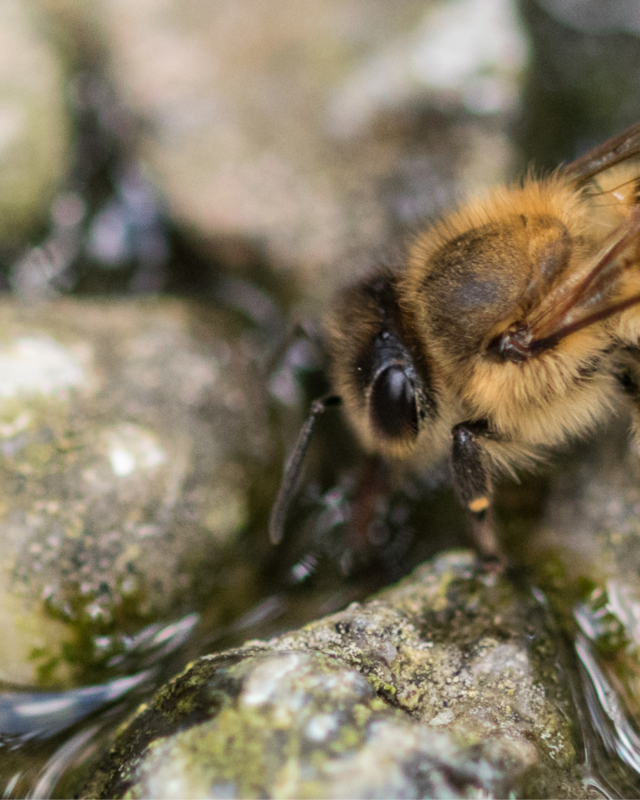 Bee sips water from between stones.