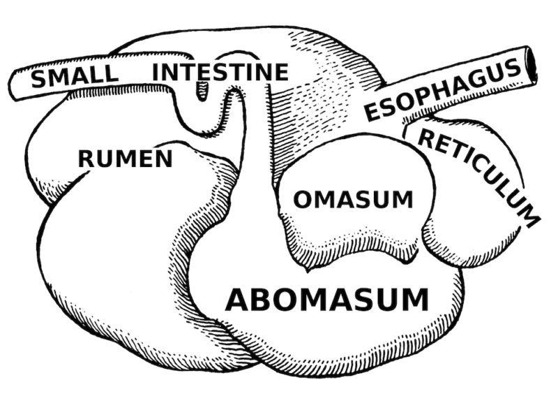 illustration of the ruminant stomach