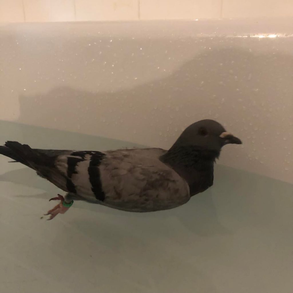 A grey pigeon with banded legs floats in water as part of his recommended treatment to restore his balance.