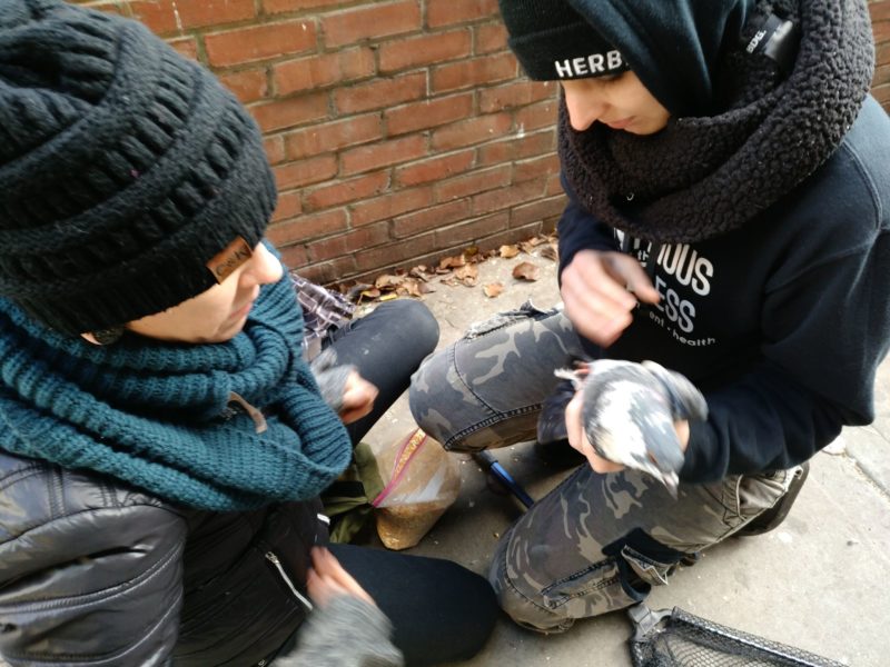 An image of two women on the ground, holding and inspecting the feet of a pigeon that they captured.