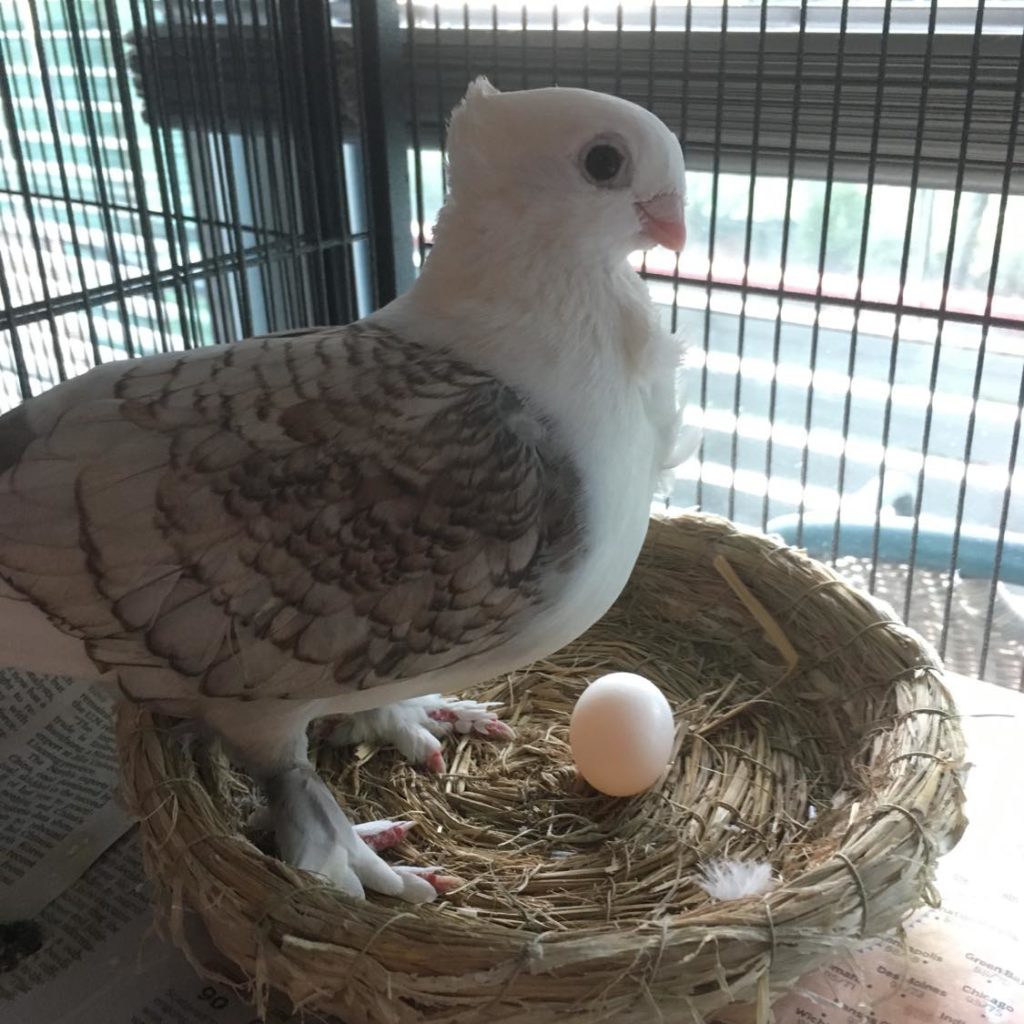 A fluffy white pigeon with brown wings, a crest and fluffy feet stands on a nest with a fake egg in it.