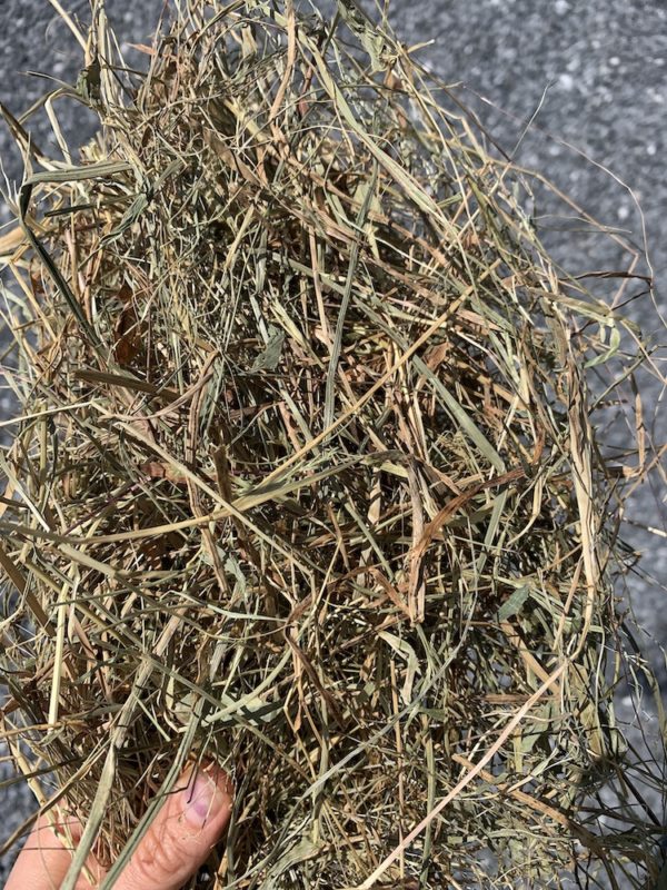 a handful of brown and green hay