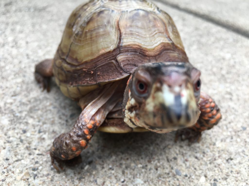 A photo of a three toed box turtle approaching the camera screen. 