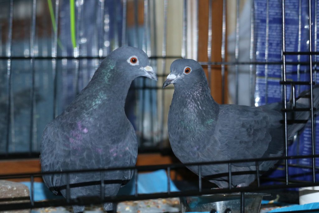 Two dark grey pigeons stand close together and gaze at each other.
