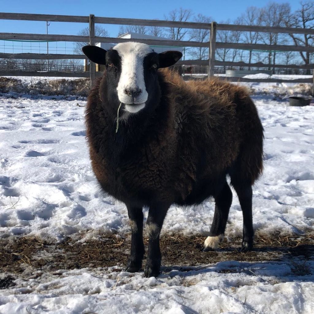 An image of a fluffly brown sheep with a white face munching hay with snow in the background. 