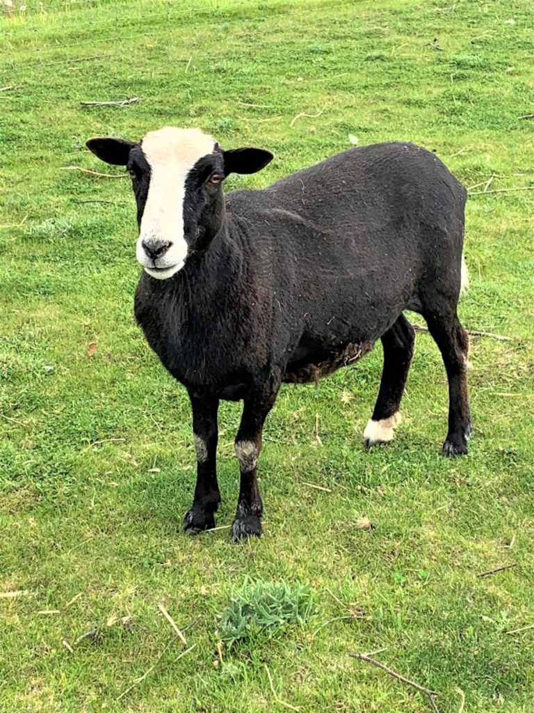 An image of a brown sheep with a white face standing in a field of grass. 