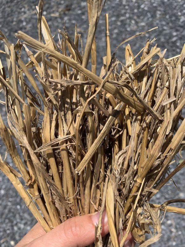 a handful of golden straw