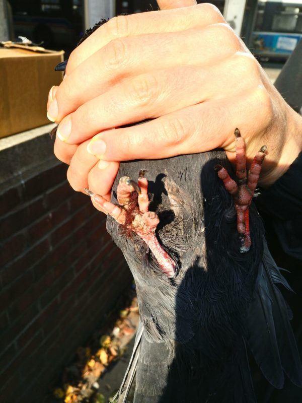 An image of a person holding a pigeon, showing that the pigeon's feet are wrapped in hair.
