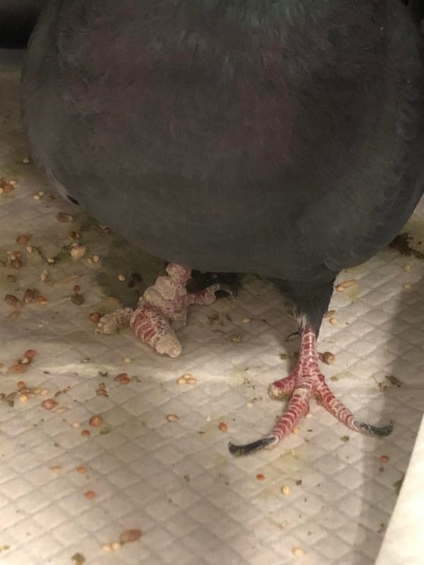 An image of a pigeon's feet. One foot is missing a toe, and the other is missing most of the toes and is swollen and inflamed.