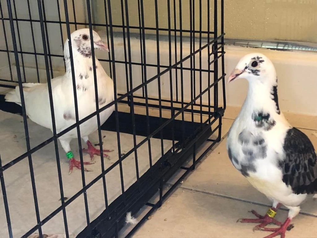 Two white and grey pigeons, both with bands on their legs, gaze at each other through cage bars. 