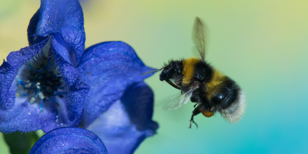 A bee flies towards a blue flower.