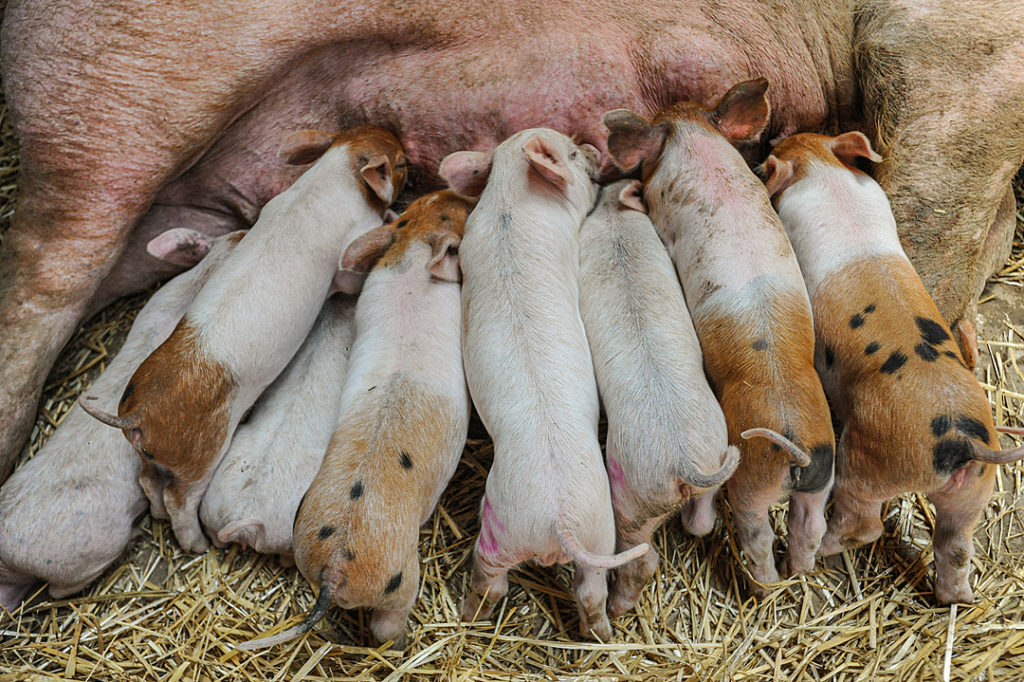 8 tiny piglets nurse from their mother