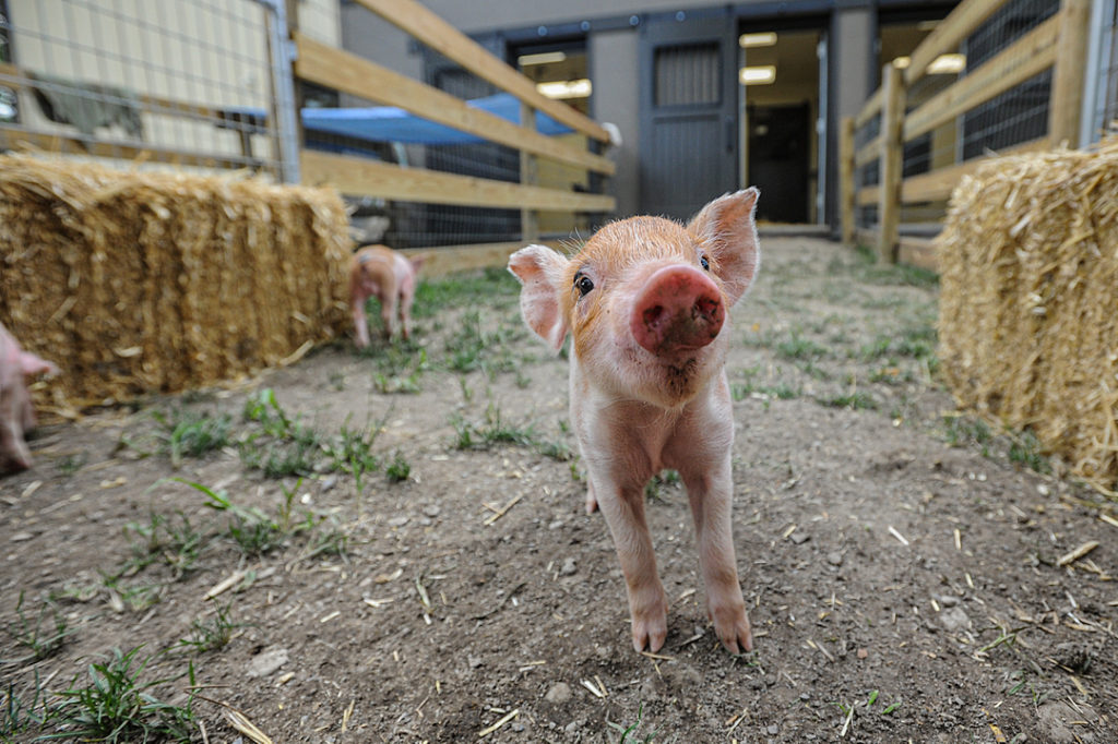 a tiny piglet stands close to the camera