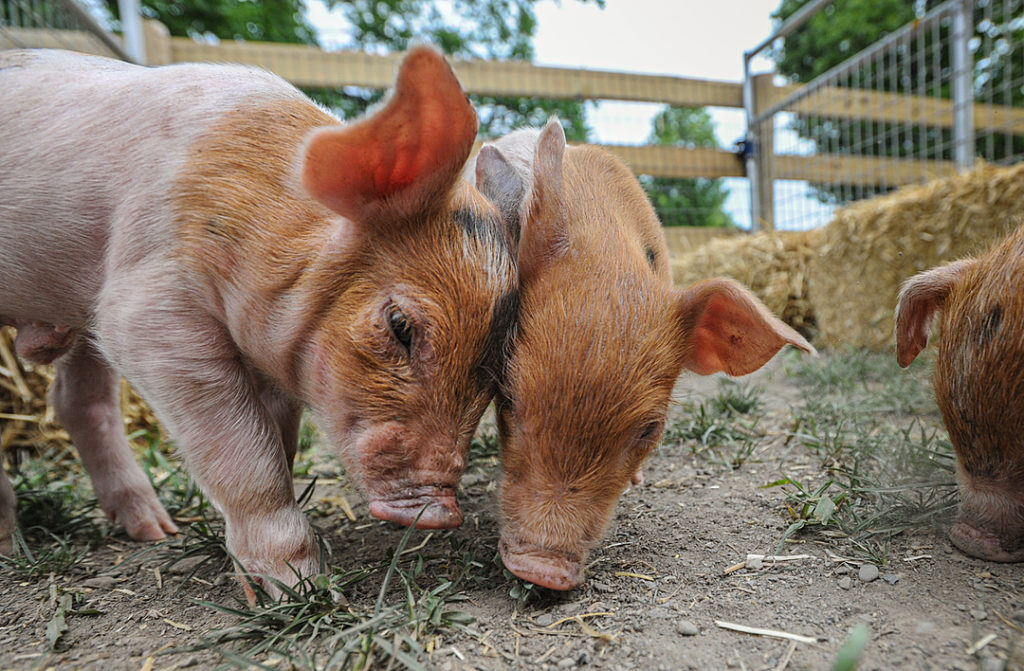 two piglets with their heads pressed against each other
