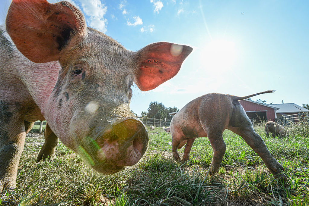 a mother pig looks into the camera while her piglets explore nearby