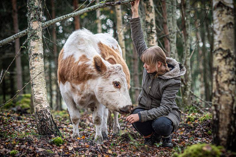 a person kneels next to a brown and white cow and looks at them