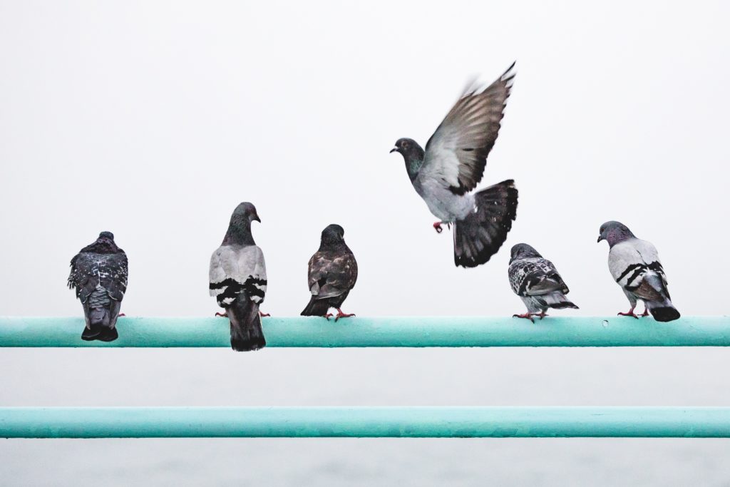 An image of five pigeons perched on a fence, as a sixth pigeon flies to join them. 