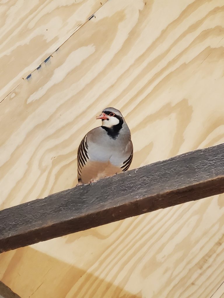 An image of a chukar partridge roosting on a rafter in a barn.