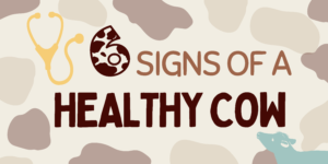 Graphic reading " 6 signs of a healthy cow"