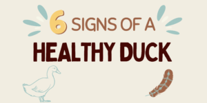 Banner reading "6 signs of a healthy duck