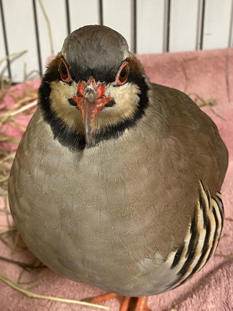 A close up image of a chukar partridge. This bird has a buff breay back and belly, stripes on her flanks, a red beak and white face with a dark ring around the cheeks, and orange feet. 