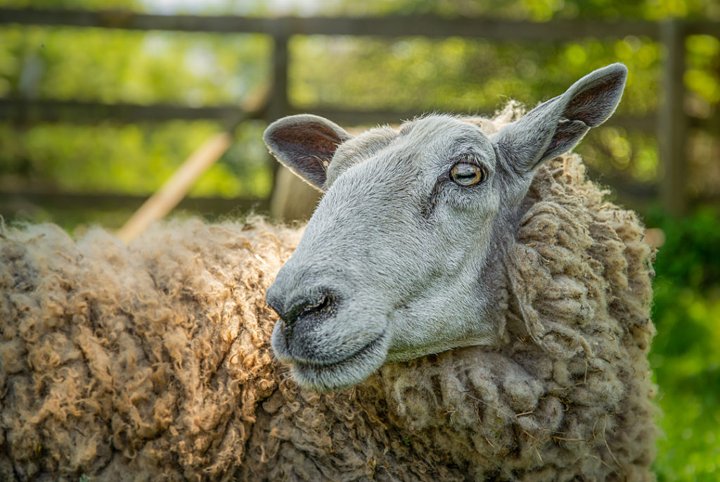 Creating A Good Home For Sheep - The Open Sanctuary Project