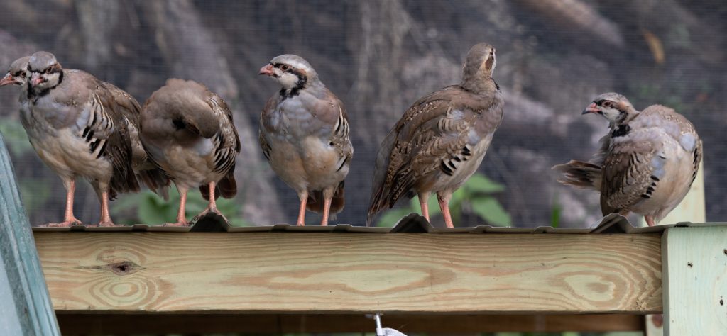 An image of six chukar partridges standing on top of a roof.