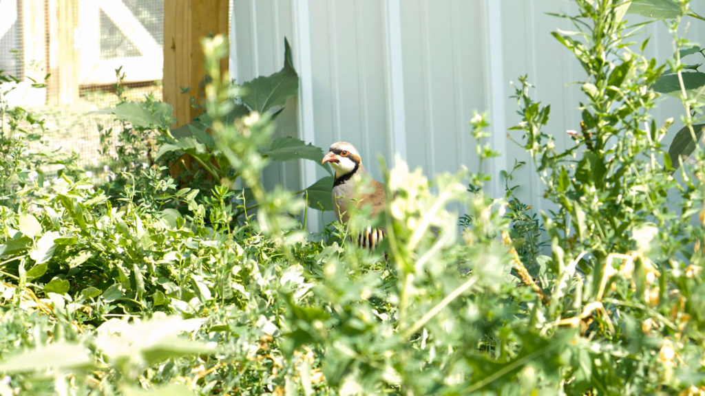 A photo of a chukar partridge hiding in vegetation in their enclosure.