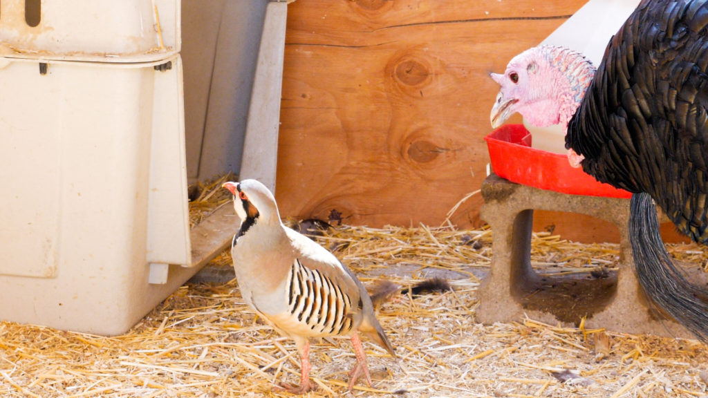 A chukar partridge inspecting a crate, as a black turkey follows the chukar.