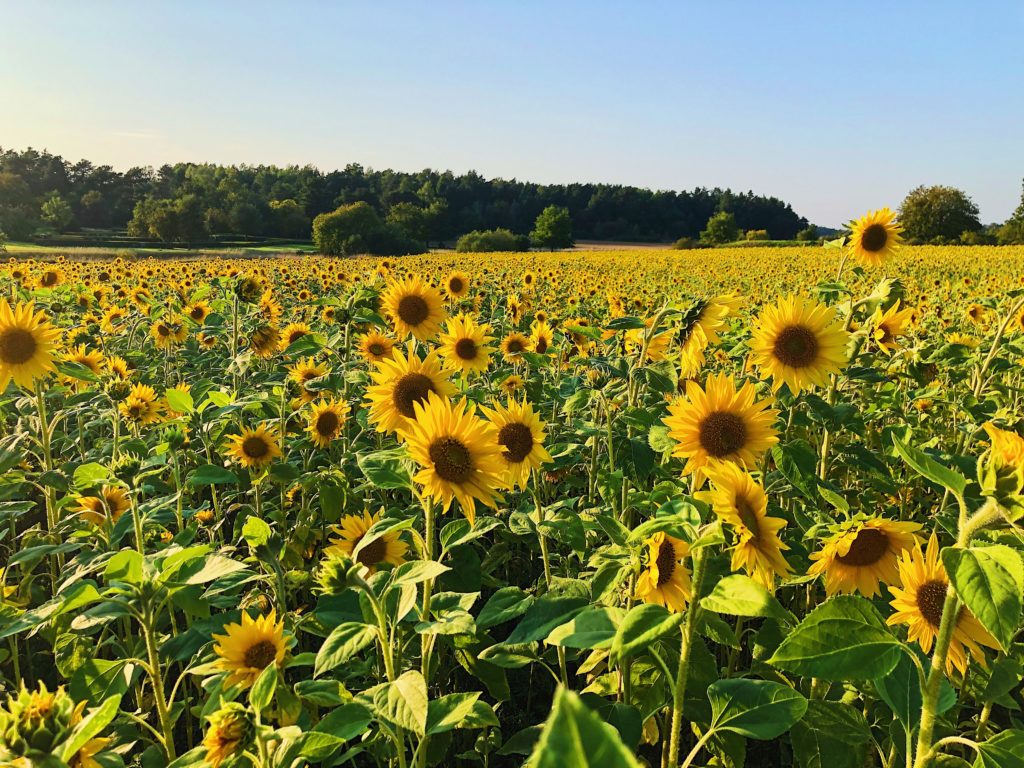 Photograph of a field of sunflowers.