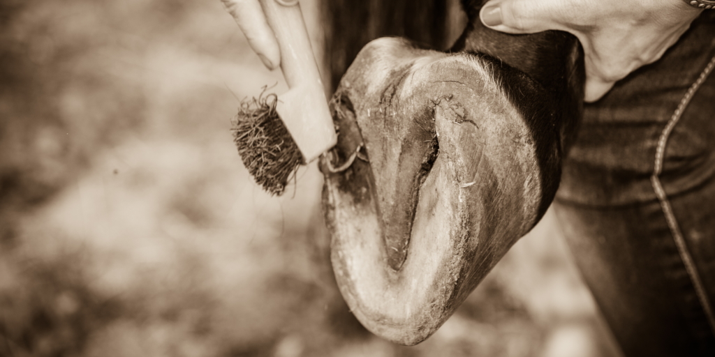 Picture of a horse hoof and pick.