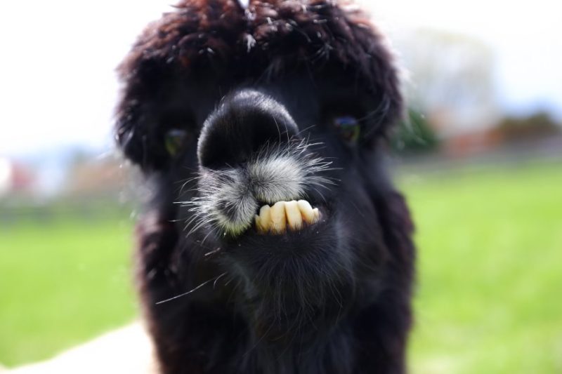 A photograph of an alpaca looking at the camera while chewing a mouthful of grass. He has long dark brown fiber all over his body and a patch of white fiber below his black nose that looks like a mustache. His eyes are dark brown and his bottom teeth are sticking out as he chews. This is a close-up photo of the alpaca’s face. There is a bright green pasture behind him. 