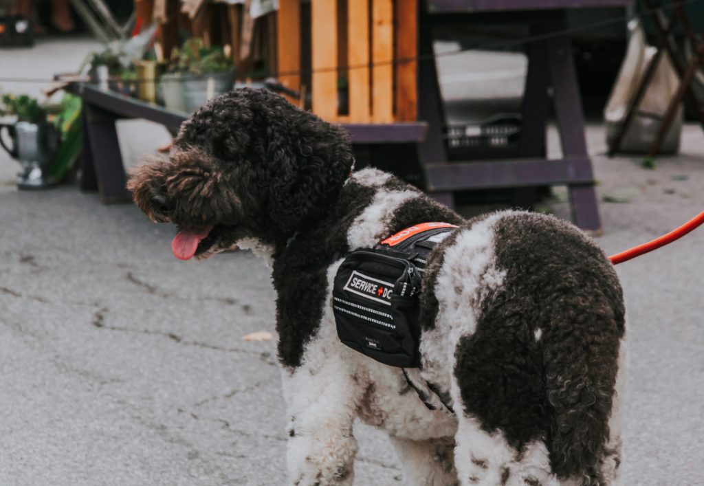 A photograph of a large dog with curly dark brown and white fur. The dog is wearing a black vest that says "Service Dog" on it. The vest is attached to a red leash. The dog is standing on black pavement while looking to the left with their tongue hanging out.